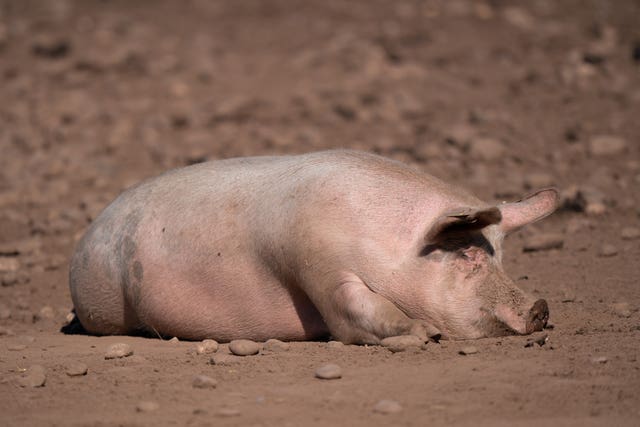 A pig on a farm in Staffordshire