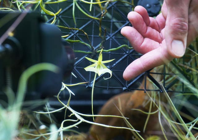 Kew Gardens Florida ghost orchid