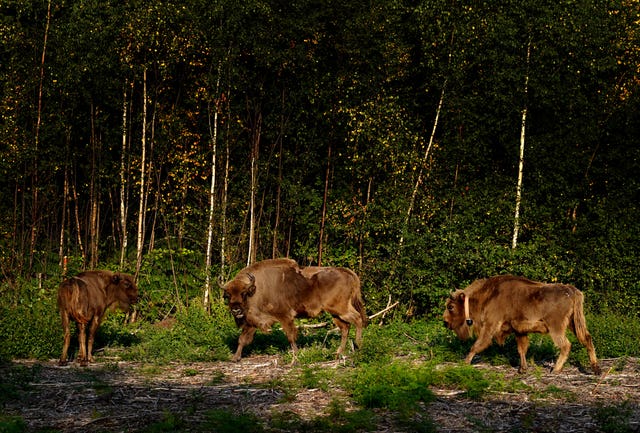 Three bison shortly after their release into an enclosure in woods in Kent