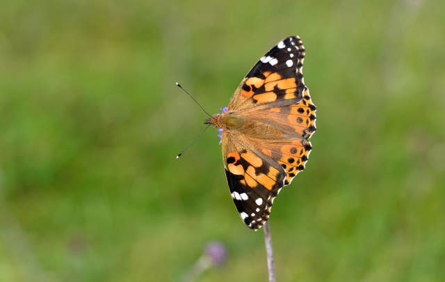 Painted lady butterfly influx