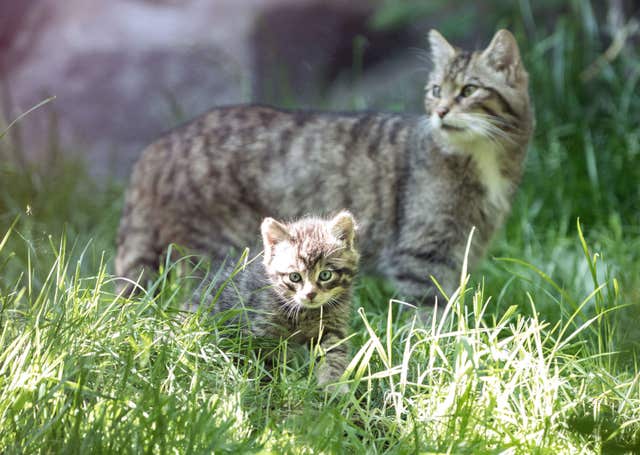 Scottish wildcat kittens