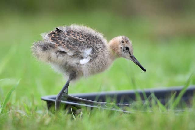 Godwit chicks born