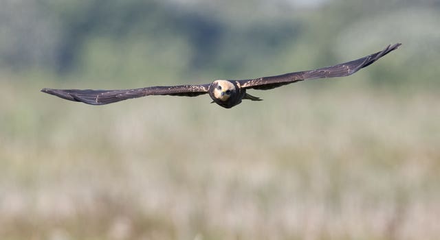 A juvenile marsh harrier