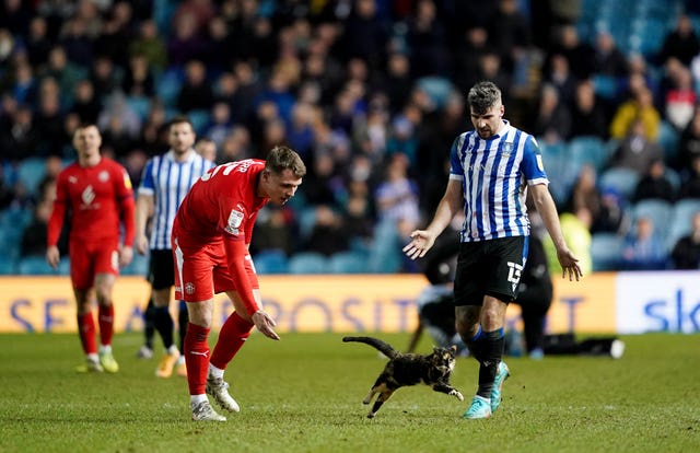 Wigan Athletic's Jason Kerr attempts to remove a cat from the pitch during the Sky Bet League One match at Hillsborough, Sheffield. Picture date: Tuesday February 8, 2022