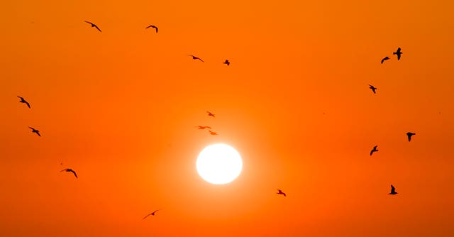 250,000 seabirds flock to Bempton Cliffs