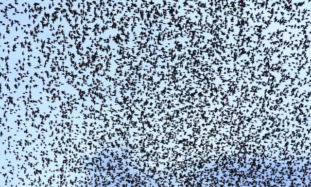 Starling murmuration