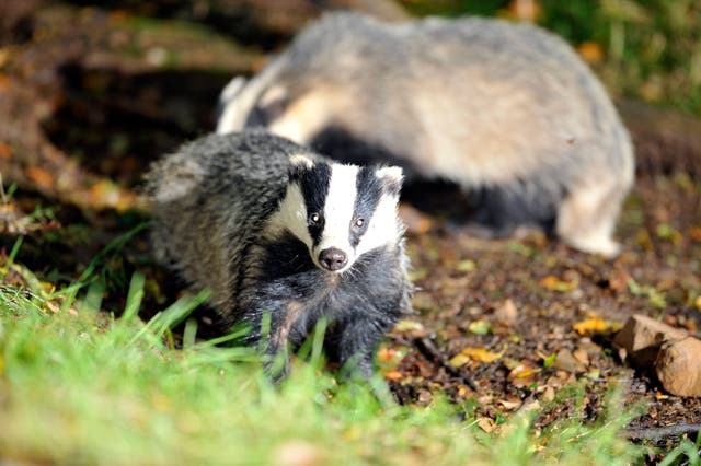 Animals – Badger