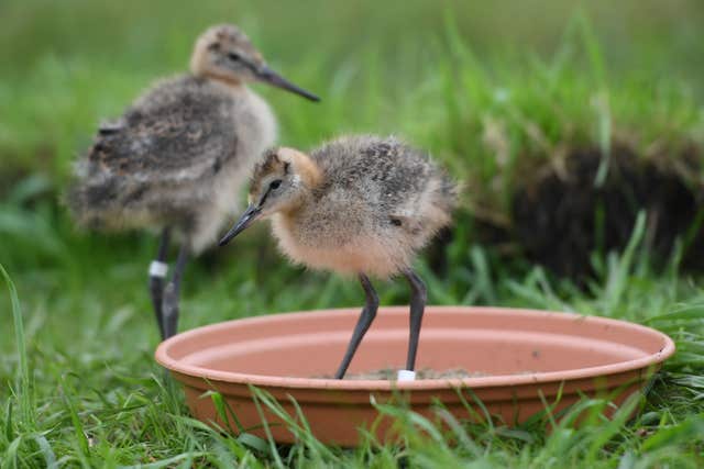 The godwit chicks were reared in captivity until they were old enough to look after themselves (Joe Giddens/PA)