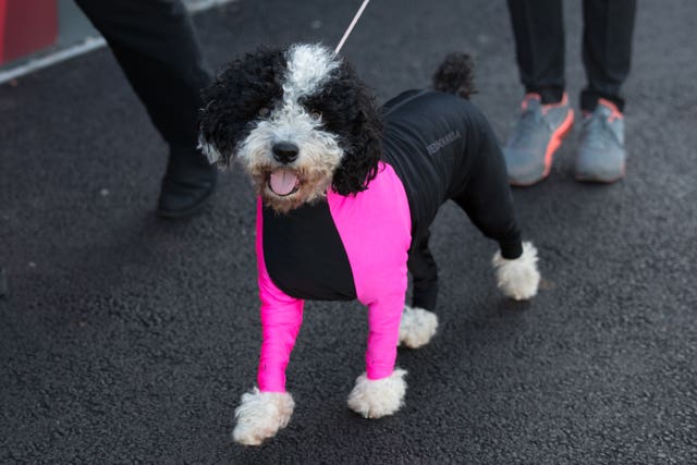Crufts Dog Show – Day One