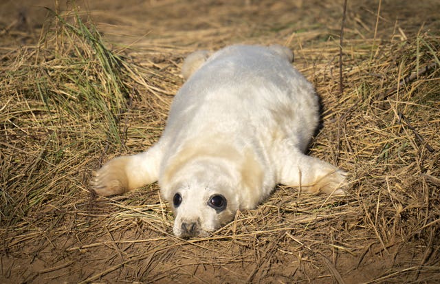 A baby seal pup, as grey seals return to Donna Nook National Nature Reserve in Lincolnshire, where they come every year in late October, November and December to give birth