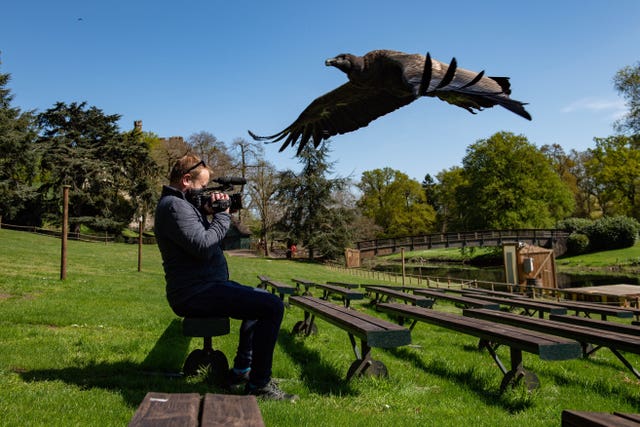 An Andean condor flies over a video journalist at Warwick Castle