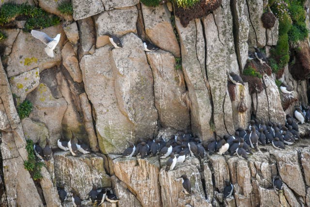 Lundy seabird populations soar