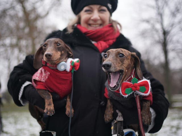 Christmas Sausage Dog Walk
