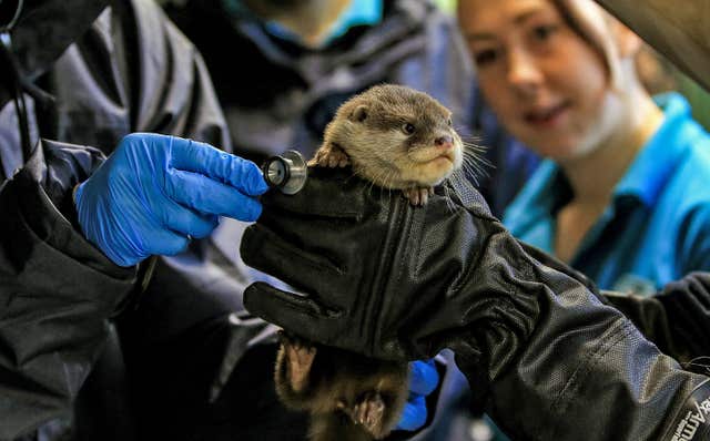Otters check-up