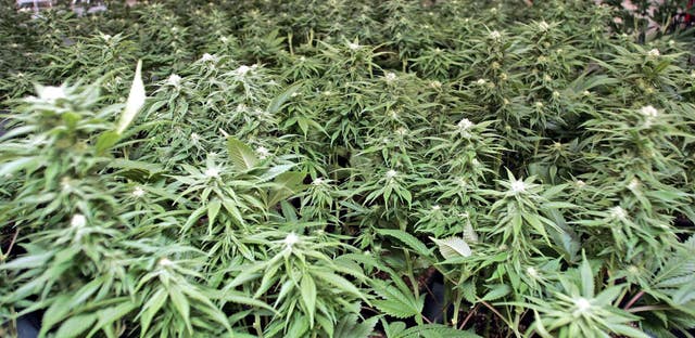 Cannabis
