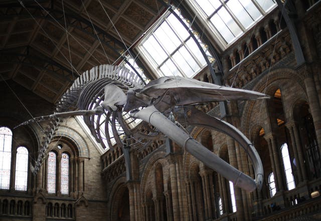The blue whale skeleton at the Natural History Museum