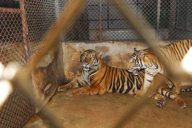 Tigers, which feature on the WWF's list of 10 endangered species facing extinction due to illegal trade