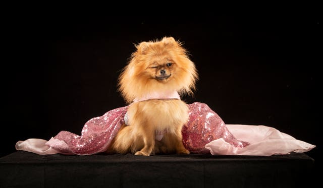 Tallulah the Pomeranian dog wearing a pageant dress