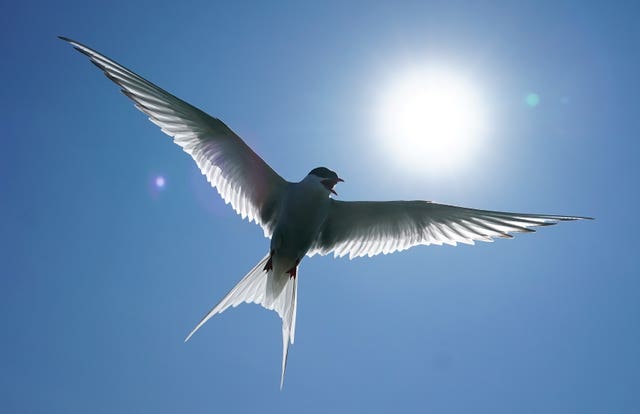 Arctic terns have also seen numbers decline (Owen Humphreys/PA)
