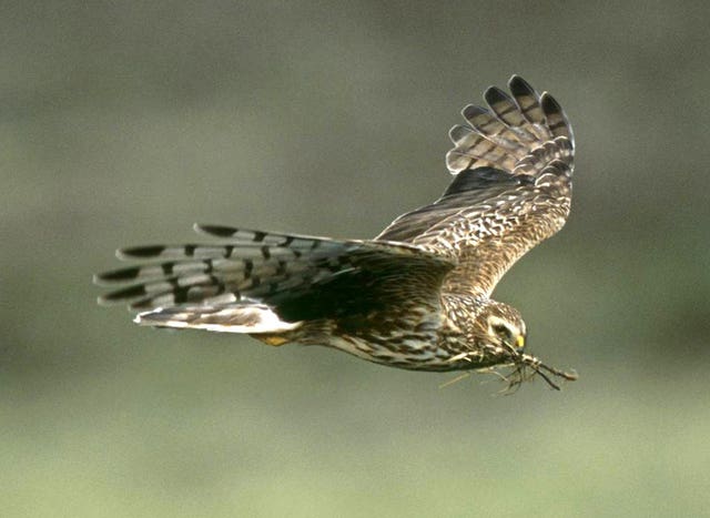 A hen harrier in flight