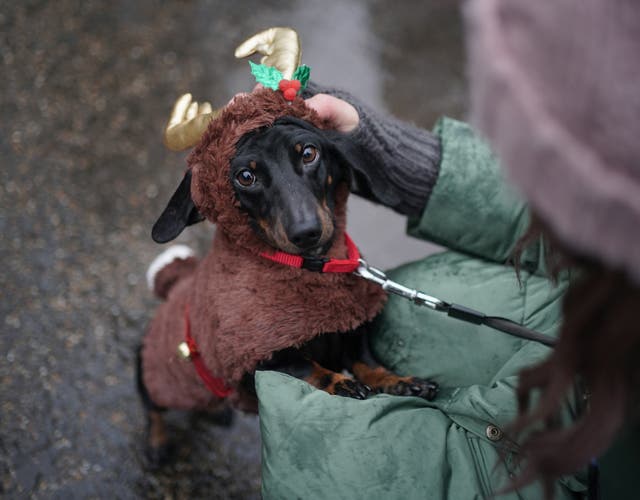 Christmas Sausage Dog Walk