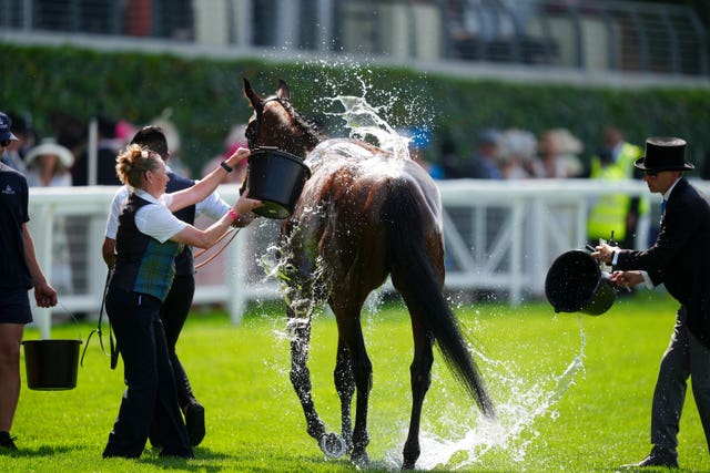 A horse is washed down on the track at Ascot