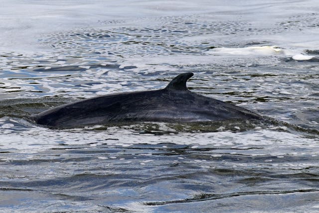 Minke whale in the Thames