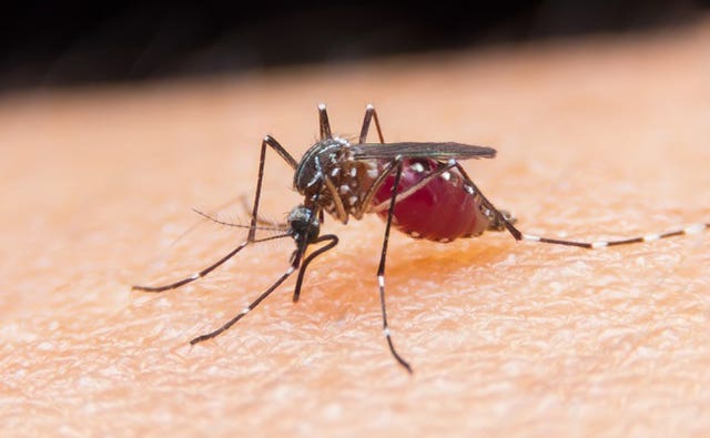 Malaria drug research