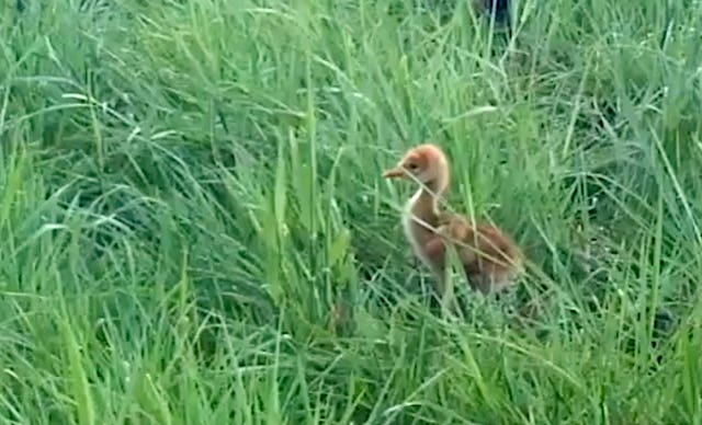 Crane hatched at Wicken Fen