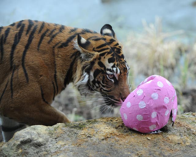 Sumatran tiger Melati