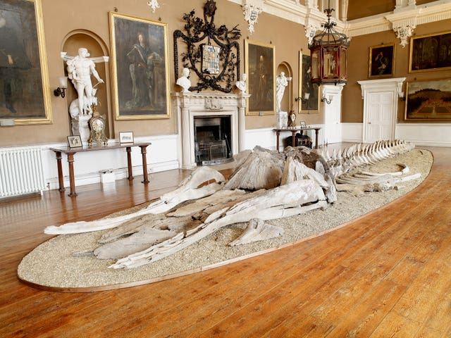 Whales bones