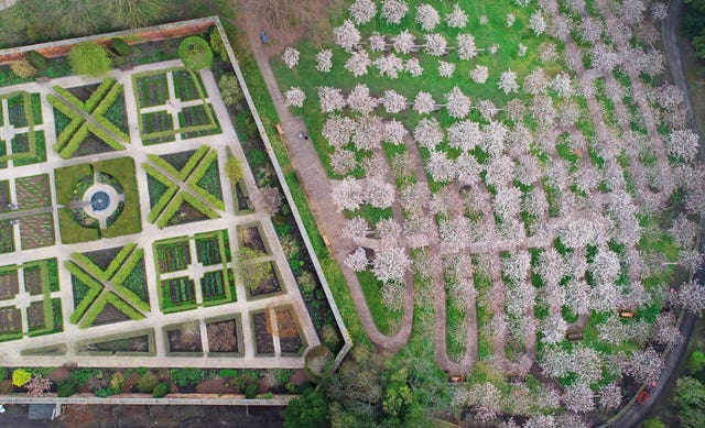 Blossom in Alnwick Garden