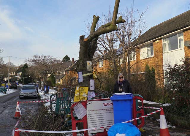 Tree felling in Sheffield