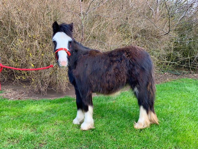 Paddy the pony is looking for a new home.