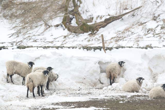 A good sheepskin coat gives some respite from the weather in Tebay, Cumbria (Owen Humphreys/PA)