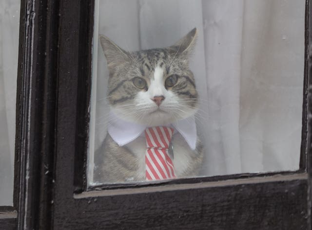 Julian Assange extradition