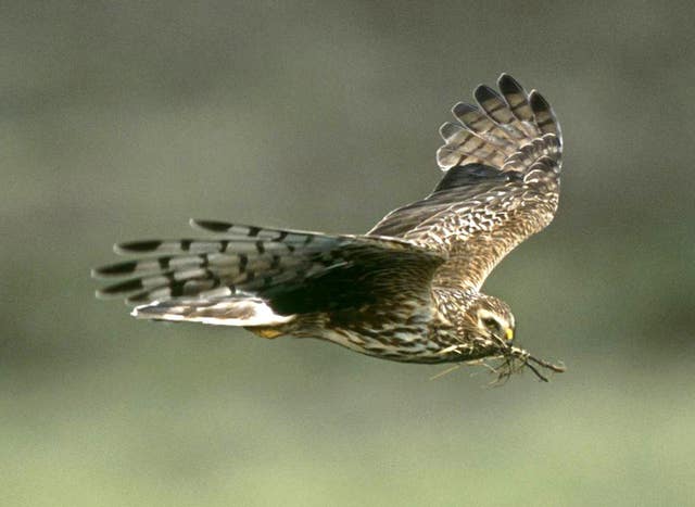 Concern over hen harrier numbers