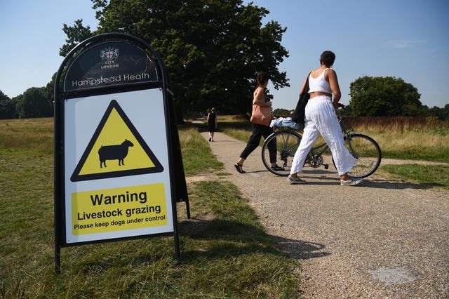 Hampstead Heath sheep