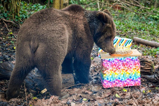 Bears at Bristol Zoo’s Wild Place Project