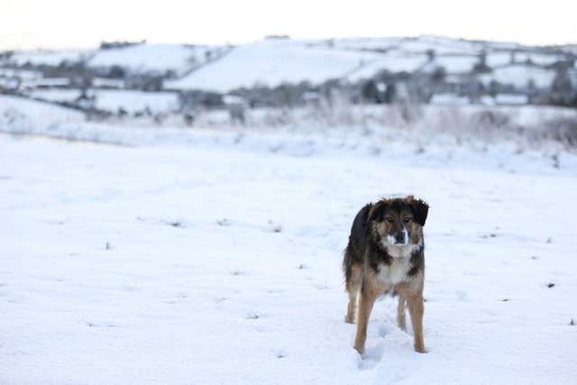 Dogs should be kept away from frozen ponds and lakes, experts say (Brian Lawless/PA)