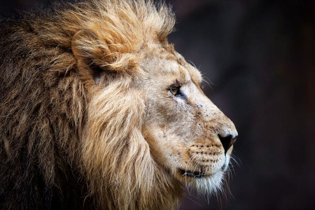 Lion.