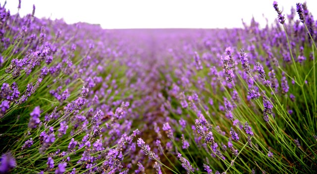 Lavender (Ian West/PA)