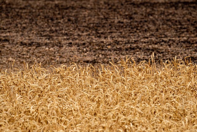 Fire damaged cornfields