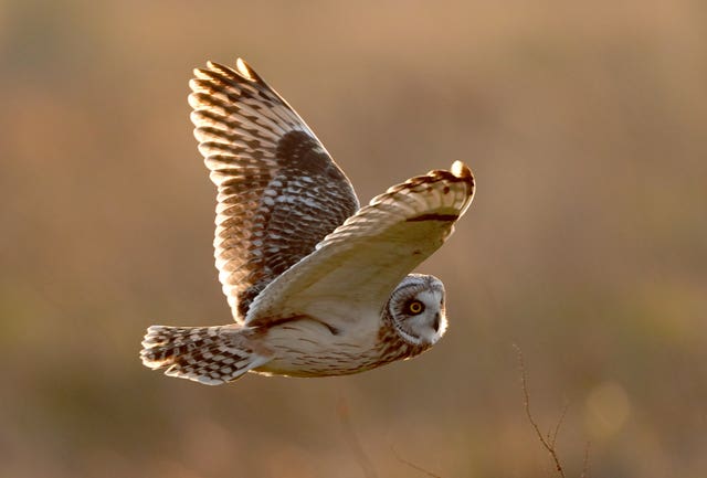 Short-eared owl