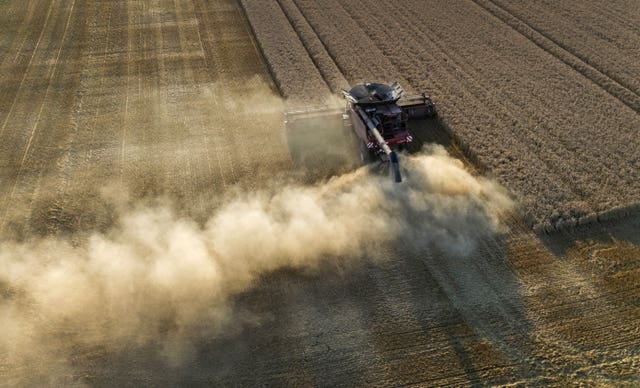 A combine harvester cuts a crop of wheat