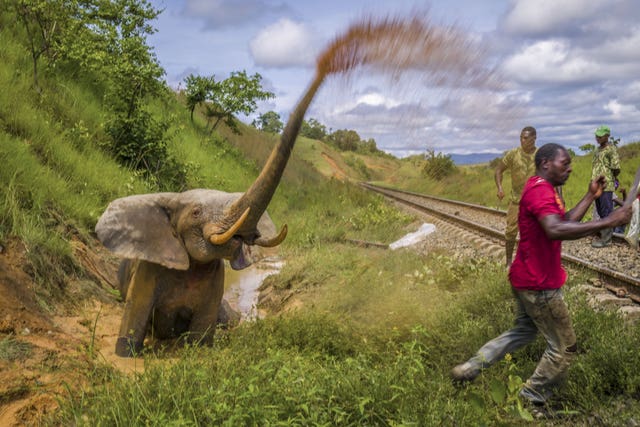 Fight To The Death by Jasper Doest, from The Netherlands, has been highly commended in the photojournalism category