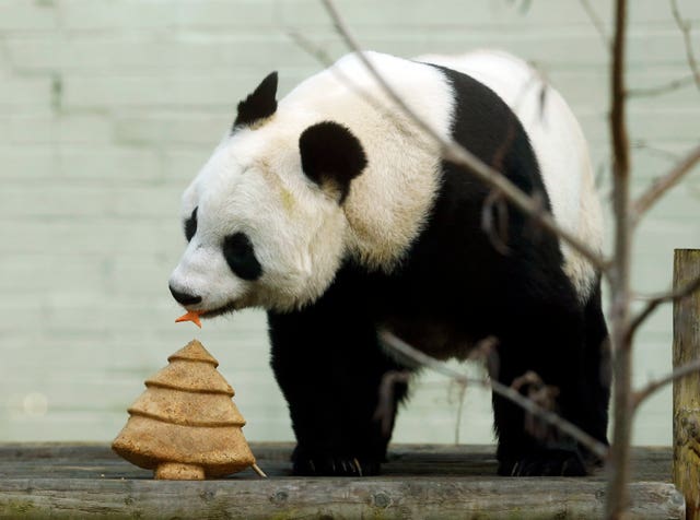 Tian Tian the giant panda
