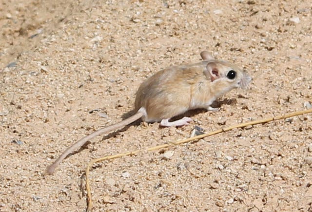 Dwarf gerbil