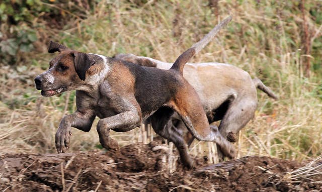 Fingal Harriers Hunt