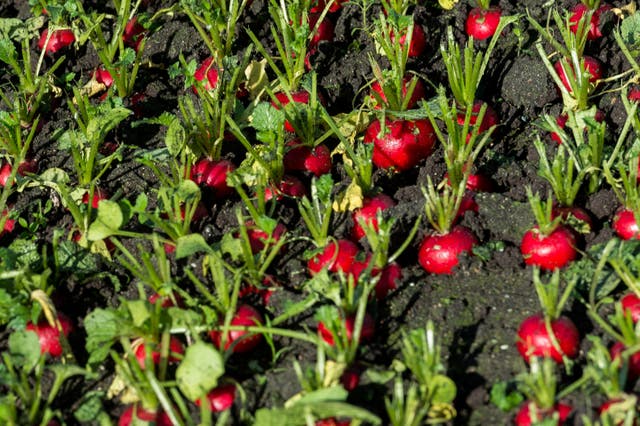 Vegetables in field